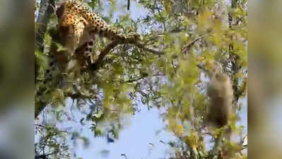 तेंदुआ शिकार करने पेड़ पर चढ़ा तो बंदर ने अपनाई ये ट्रिक