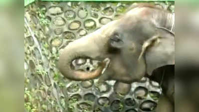 ये वीडियो बता देगा कि हाथी कितने समझदार होते हैं!