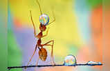 पानी की बूंद ऐसे बुझाती है चींटियों की प्यास, फोटोज को मिला अवॉर्ड