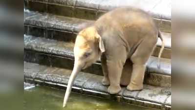 इस नन्हे हाथी को पानी में मौज करता देख कुछ-कुछ होने लगेगा!