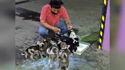 रोज 700 कुत्तों को खाना खिला रहा है नोएडा का यह लड़का