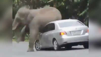 गाड़ी के बोनट पर बैठ गया हाथी, ड्राइवर ने दिखाई समझदारी