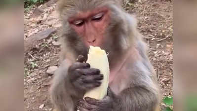 बंदर ने इंसानों की तरह खाया केला, वीडियो वायरल