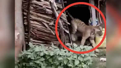 वीडियो: जब एक घर से निकल दूसरे घर में घुसा बाघ
