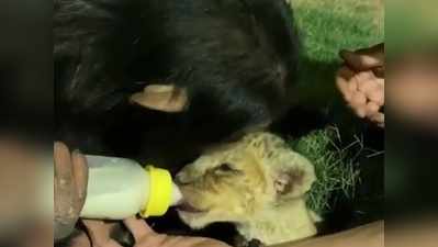 चिंपाजी ने पिलाया शेर के बच्चे को दूध, लोग बोले-ये होती है मां