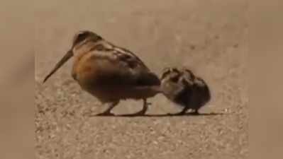 चिड़िया ने अपने बच्चों को सिखाया डांस, वीडियो दिल को टच कर गया