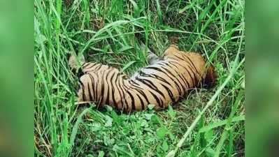 शर्मनाक: इंसानी जाल में फंसकर बाघिन की मौत