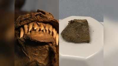 14000 साल पहले इस जीव ने क्या खाया था ये पता चल गया!