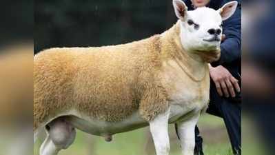 दुनिया की सबसे महंगी भेड़ ₹3.5 करोड़ में बिकी, पर क्यों?