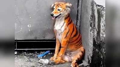 कुत्ते को पेंट कर बना दिया टाइगर, फोटो देख लोग दुखी हो गए!