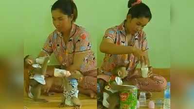महिला ने बंदर के बच्चों को बोतलों से पिलाया दूध, वीडियो बड़ा क्यूट है