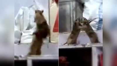 दो चूहे ऐसे लड़े कि वीडियो देखकर लोगों को WWE की याद आ गई!