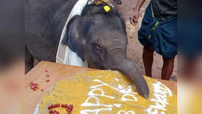 नन्हे हाथी ने मनाया पहला बर्थडे, जान बचाने वाले को ऐसे दिया आशीर्वाद!