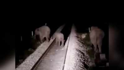 रात के अंधेरे में ट्रेन के रास्ते में आए तीन हाथी, ड्राइवर ने ऐसे बचा ली जान