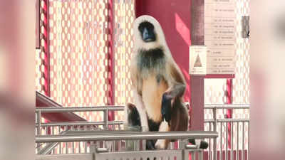 Lucknow News: बंदरों से बचने के लिए लखनऊ मेट्रो की नई तरकीब, स्टेशनों पर लगाए लंगूर के कटआउट