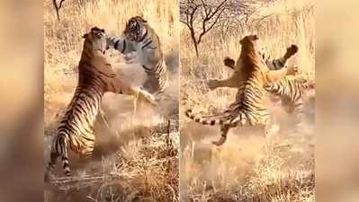 दो बाघों के बीच हुई खतरनाक लड़ाई, एक-दूसरे को उठाकर पटका