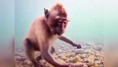 पानी के अंदर से बंदर ऐसे निकालते हैं खाना, वीडियो देख हर कोई हुआ हैरान