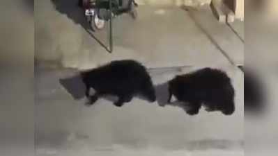 वीडियो: जब पुलिस थाने में घुस गए 3 भालू, तो ये हुआ!