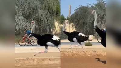 दुबई के किंग ने साइकिल पर लगाई शुतुरमुर्ग के साथ रेस, वीडियो भी आया सामने