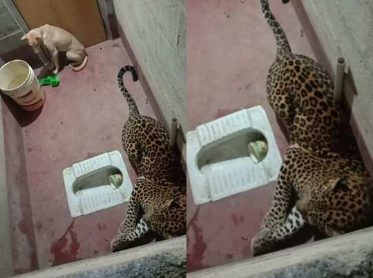 Doggo Survives After Getting Trapped With A Leopard In A Toilet For 7 Hours  | Viral Image