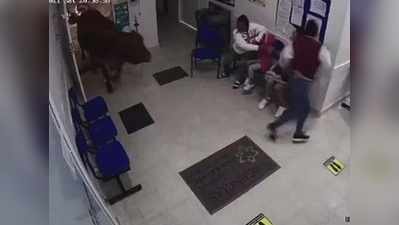 अस्पताल के अंदर घुसी गाय, डॉ. का इंतजार कर रहे मरीजों पर किया खतरनाक हमला