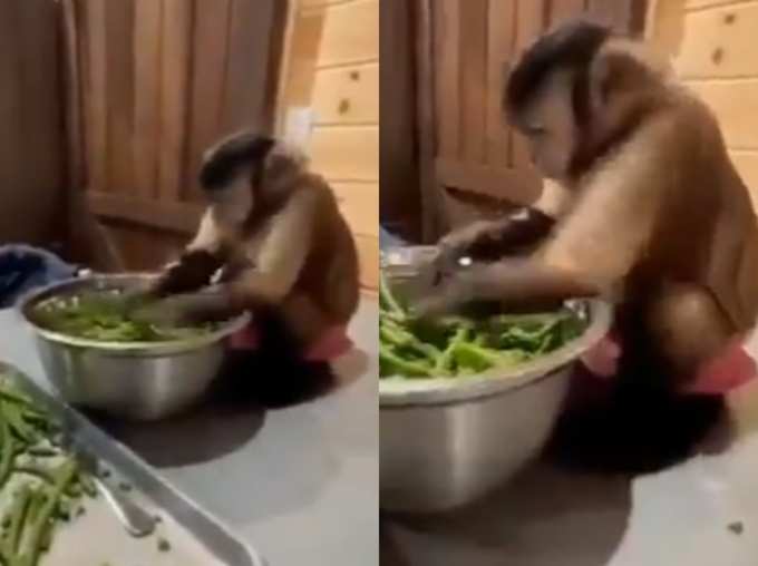 बंदर ने छिलवा दिए मटर