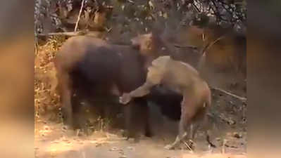 वीडियो: भैंस का शिकार कर रहा था शेर, लेकिन कमजोर पड़ गया