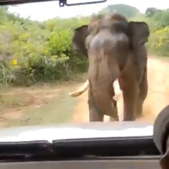 हाथी को आ जाता है गुस्सा