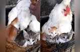 अनाथ हो गए बिल्ली के बच्चे तो मुर्गी ने मां बनकर दिया प्यार!