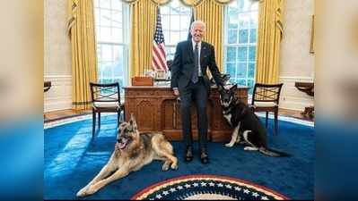 अमेरिका राष्ट्रपति का कुत्ता फिर से किसी को काट गया, लो कर लो बात!