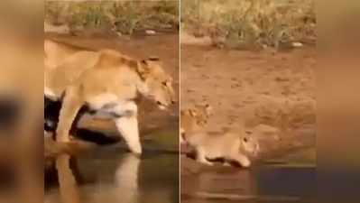 बच्चों के रास्ते में आया पानी, फिर शेरनी ने जो किया वो सबके लिए सीख है!