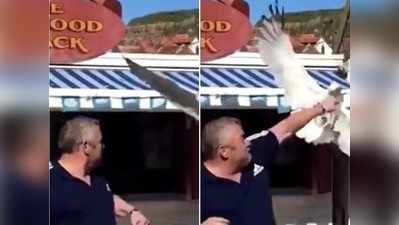 वीडियो: पक्षी ने की खाना छीनने की कोशिश, बंदे ने मुंह पे मुक्का मार दिया