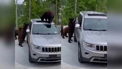 4 भालूओं ने मिलकर इस SUV को घेरा, एक तो सनरूफ से अंदर ही घुस गया