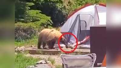 वीडियो: कैंपिंग टेंट में सो रहा था बंदा, आया भालू और फिर...