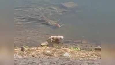 चंबल नदी में पानी पीने आया था कुत्ता, मगरमच्छ ने फुर्ती के साथ किया अटैक