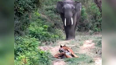 बीच रास्ते में बैठा था टाइगर, हाथी ने पलभर में बता दिया असली Boss कौन है!