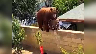 वीडियो: कुत्तों को बचाने के लिए लड़की ने भालू को दीवार से धक्का दे दिया