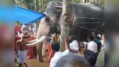 जिस महावत ने पाला था उसकी हुई मौत, 20Km दूर से अंतिम दर्शन करने पहुंचा हाथी!