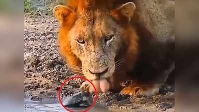 वीडियो: पानी पी रहा था शेर, नन्हे से कछुए ने आकर बदल दिया माहौल
