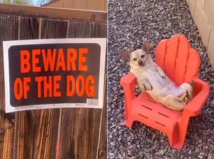 बहुत खतरनाक कुत्ता है भई!