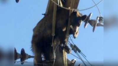 बिजली के खंभे पर चढ़ा भालू, तारों के बीच उलझा, ऐसे की गई उसकी मदद