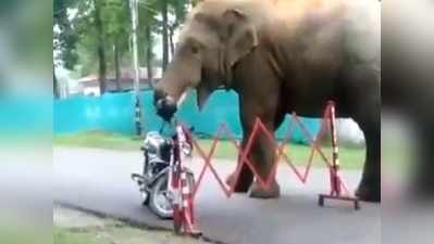 बाइक पर टंगा था हेलमेट, हाथी आया और खाकर चला गया
