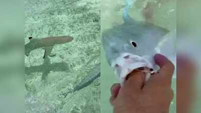 अपने शिकार को बचाने के लिए 3 शार्क से भिड़ा मछुआरा, वीडियो डरावना है