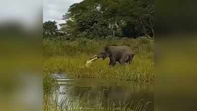 वीडियो: पानी पी रहा था हाथियों का झुंड, तभी मगरमच्छ ने कर दिया अटैक