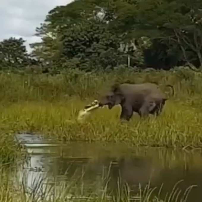 एक हाथी की सूंड पकड़ लेता है