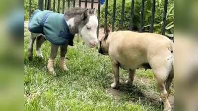 इसे बोलते हैं दोस्ती, दुनिया के सबसे छोटे घोड़े का 3 कुत्तों से हुआ याराना