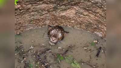 Viral Pic: कुएं में गिरा तेंदुआ, लेकिन उसकी आंखें दुनिया से बहुत कुछ कह रही हैं