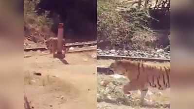 ट्रेन की पटरी के पास दिखा बाघ, लोग बोले- राज तो है सिमरन नहीं दिख रही!