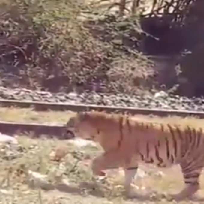 बाघ का वीडियो
