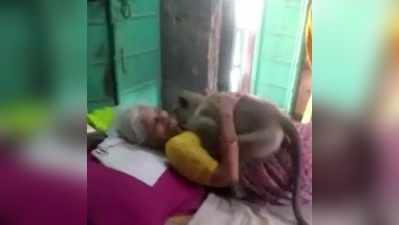 बुजुर्ग महिला लंगूर को डालती थी रोज खाना, बीमार हुई तो उनसे मिलने आया और गले लगाया